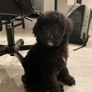 Meet your Posher, Elisa